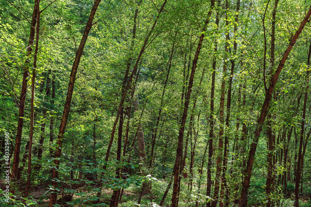 Fototapeta premium Bended tree trunks in a dense summer forest.