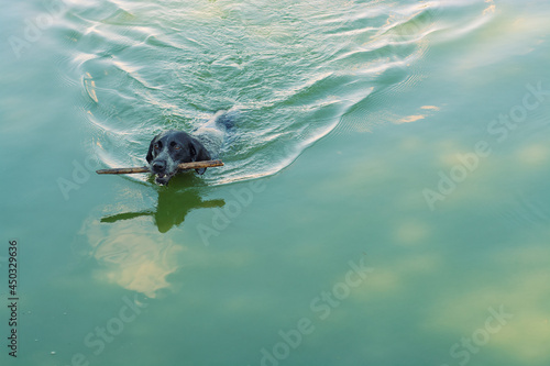hunting dog in the water © EvhKorn