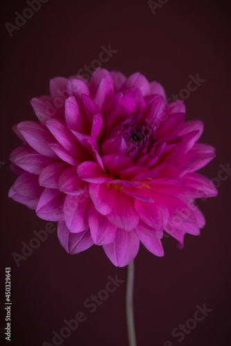 Semi cactus dahlia jenna producing a rich pink colour bloom photo