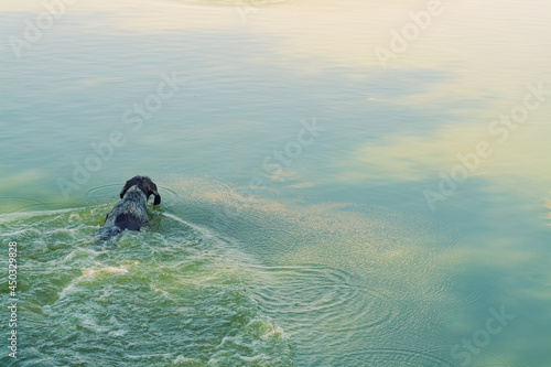 hunting dog in the water