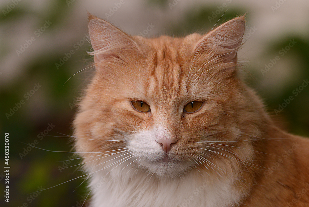 braun weisse Katze braun weisse Katze