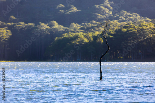 Tree on the lake