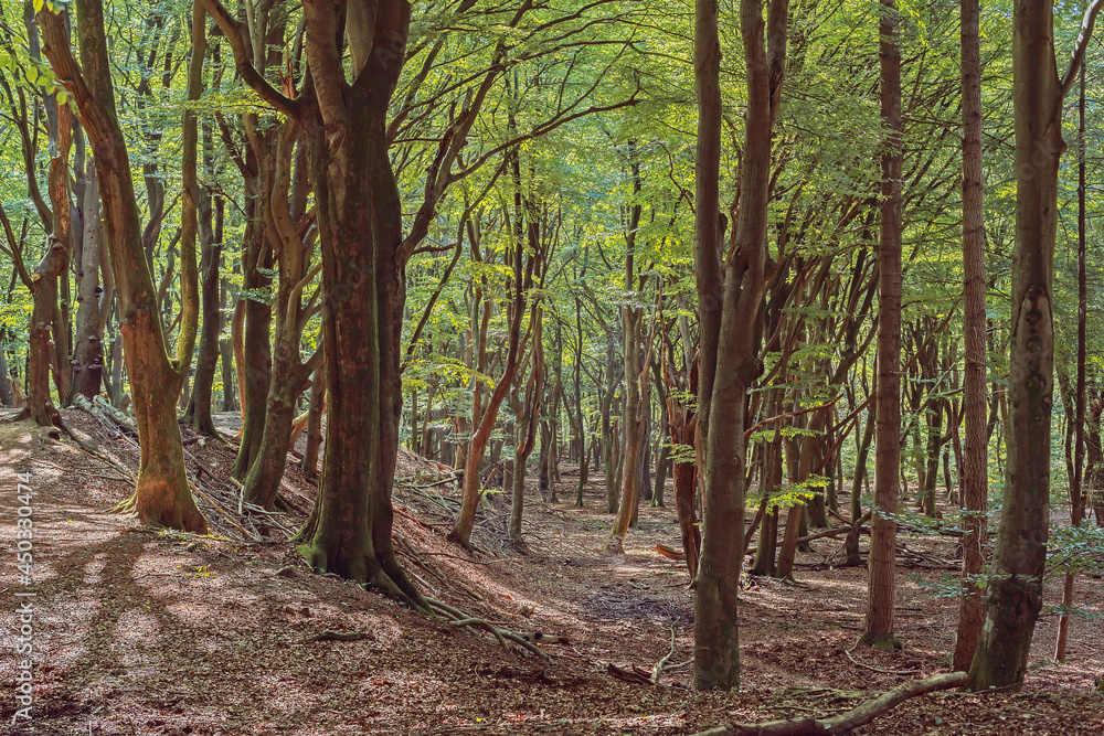 Winding tree trunks in a dense summer deciduous forest. Winding tree trunks in a dense summer deciduous forest.