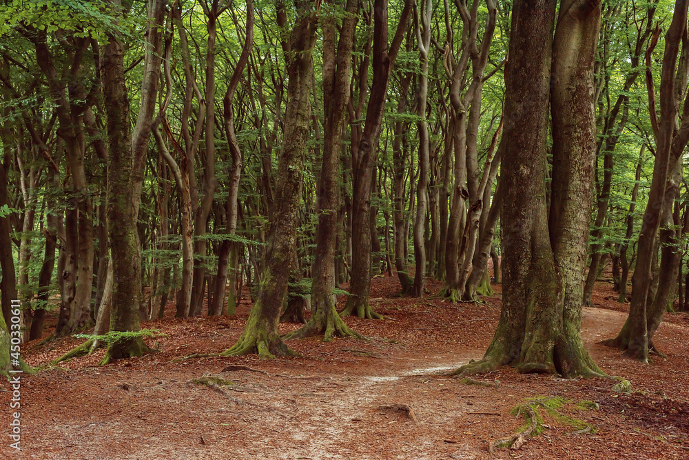 Hiking trail between winding tree trunks in a dense summer forest. Hiking trail between winding tree trunks in a dense summer forest.