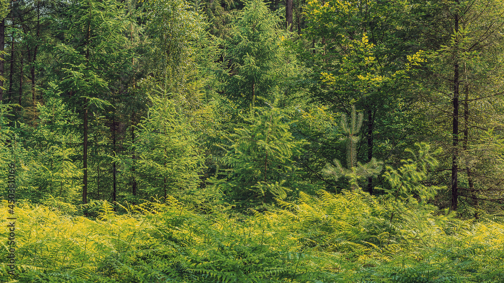 Young pine and deciduous trees with ferns in a lush forest in summer.