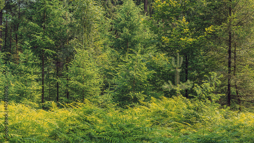 Young pine and deciduous trees with ferns in a lush forest in summer.