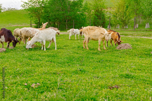 Sheep are grazing grass, on a pasture, meadow over hill