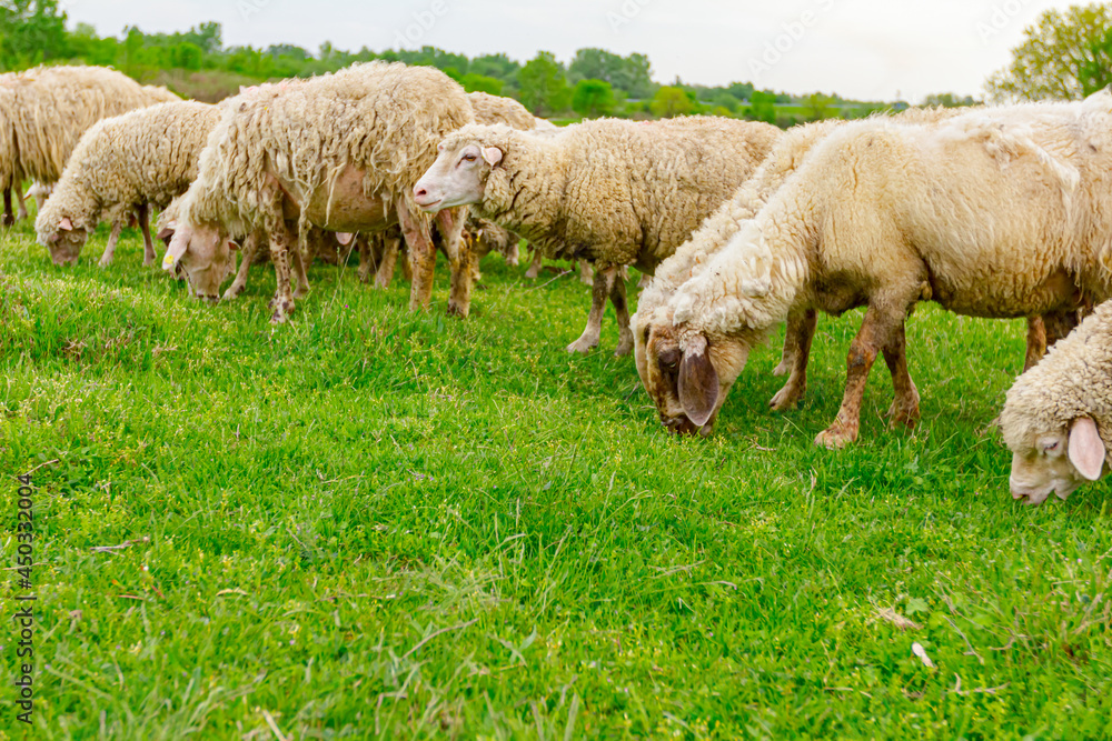 Sheep are grazing grass, on a pasture, meadow over hill Sheep are grazing grass, on a pasture, meadow over hill