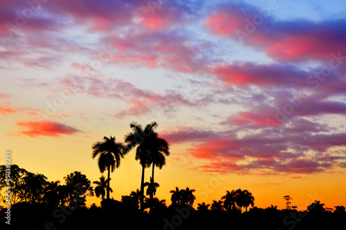 Silhouettes of palm trees against the backdrop of the enchanting sunset sky with red clouds.