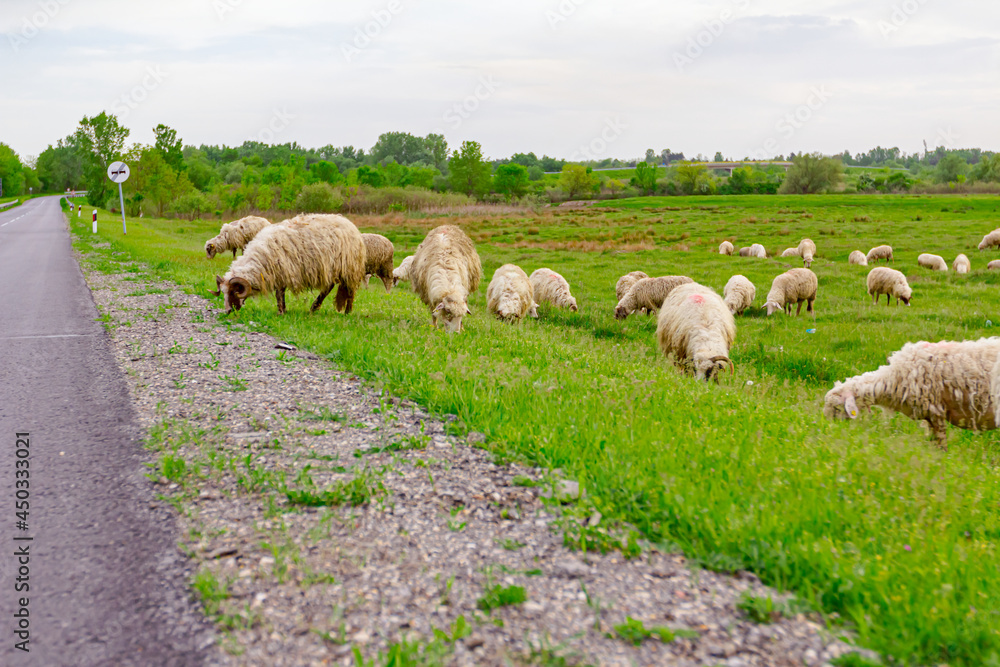 Obraz premium Sheep are grazing grass, on a pasture, meadow near the road