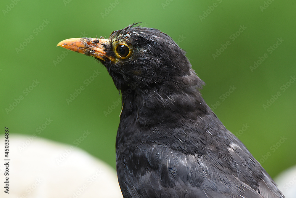Fototapeta premium Nahaufnahme einer Amsel