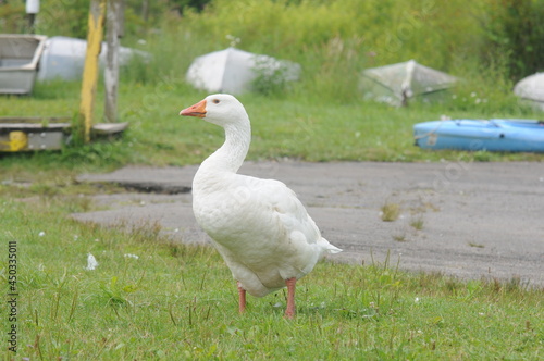 white domestic ducks near a dock