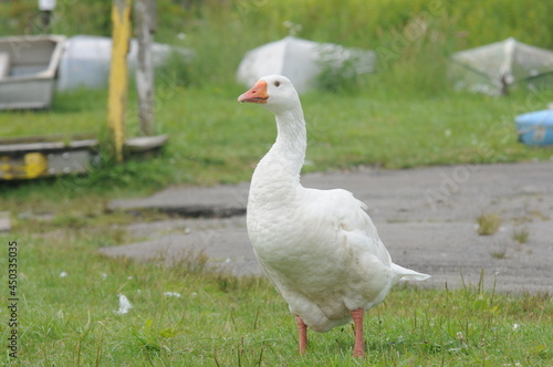 white domestic ducks near a dock