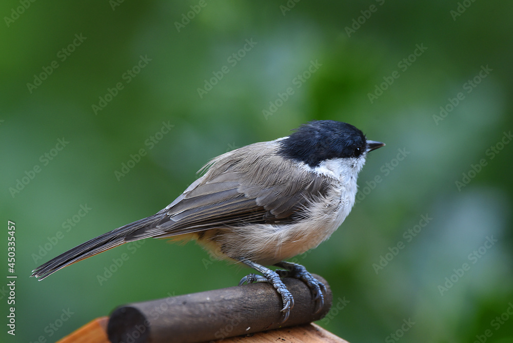 Obraz premium Blaumeise