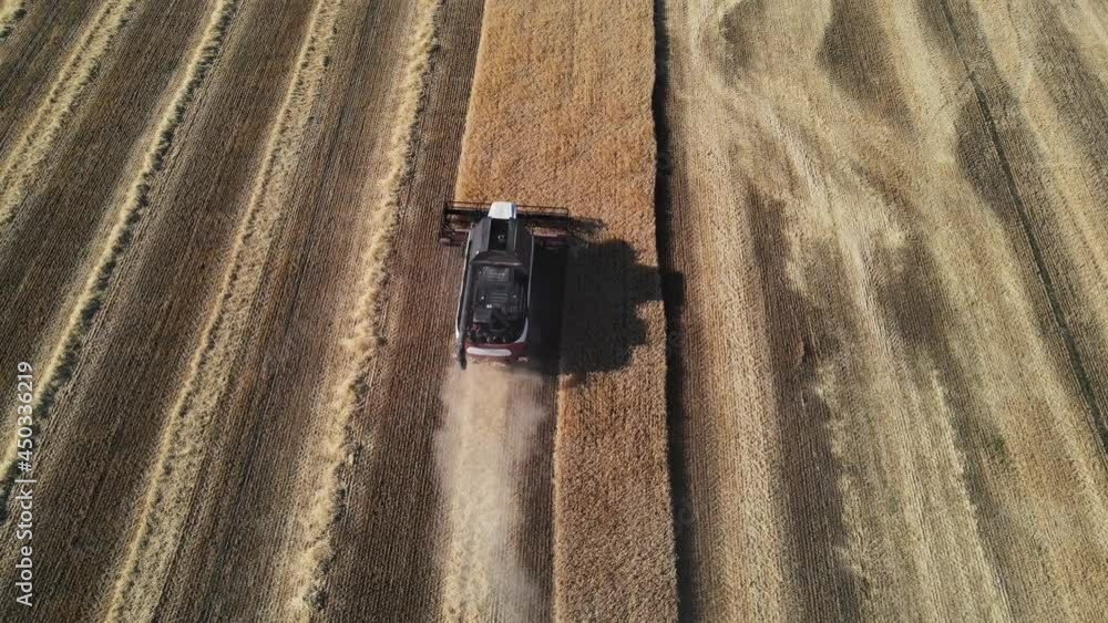 movement of the combine on the field with wheat. harvester harvests wheat movement of the combine on the field with wheat. harvester harvests wheat