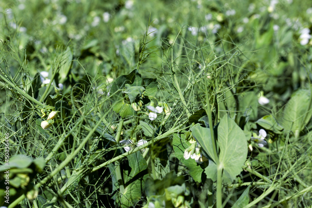 an agricultural field where green peas grow an agricultural field where green peas grow