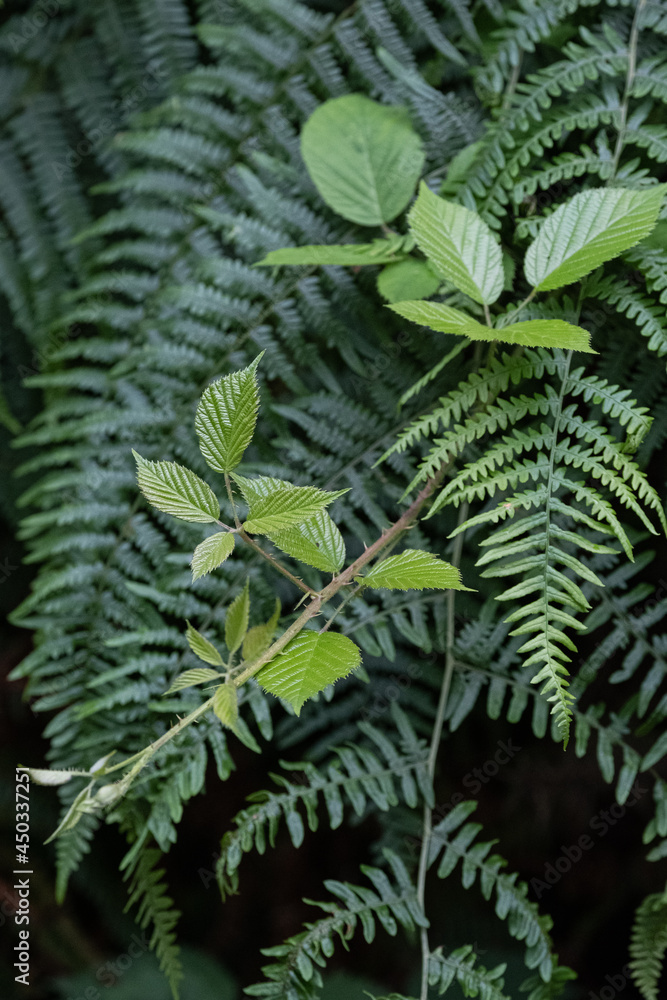 fern leaves fern leaves