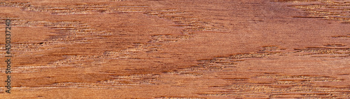 Panorama macro close-up texture Oak Wood for Background.