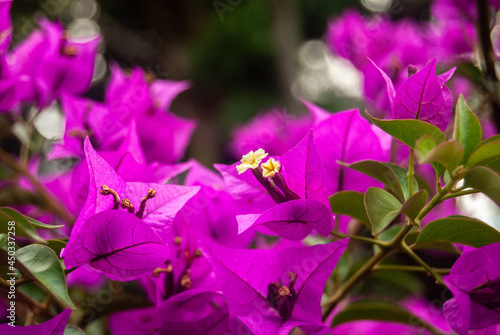 Fototapeta Naklejka Na Ścianę i Meble -  Close-up of violet Bougainvillea Glabra blooming - Macro, Selective focus