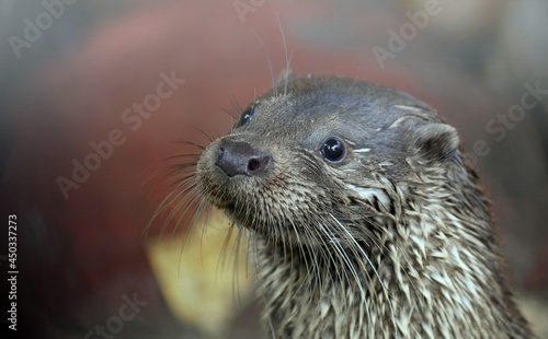 funny face of a curious river otter Lutra lutra close-up photo on a blurred background outdoors