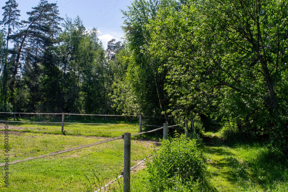 dirt path through the forest on a bright day dirt path through the forest on a bright day