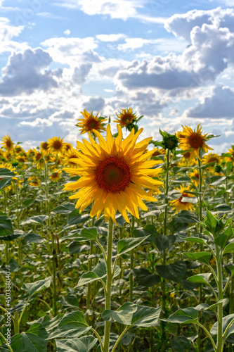 Blooming  field sunflowers. Natural background.
