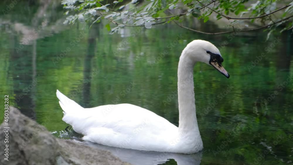 Graceful white swan swims on the pond Graceful white swan swims on the pond