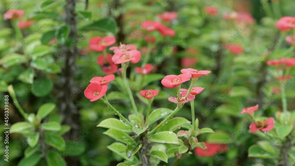Closeup small orange euphorbia milii , Crown of Thorns on tree in garden after the rain Closeup small orange euphorbia milii , Crown of Thorns on tree in garden after the rain