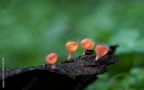 Cookeina tricholoma photo