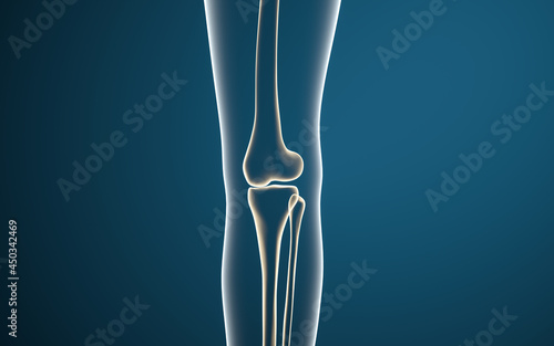 Leg bones and knees, 3d rendering.