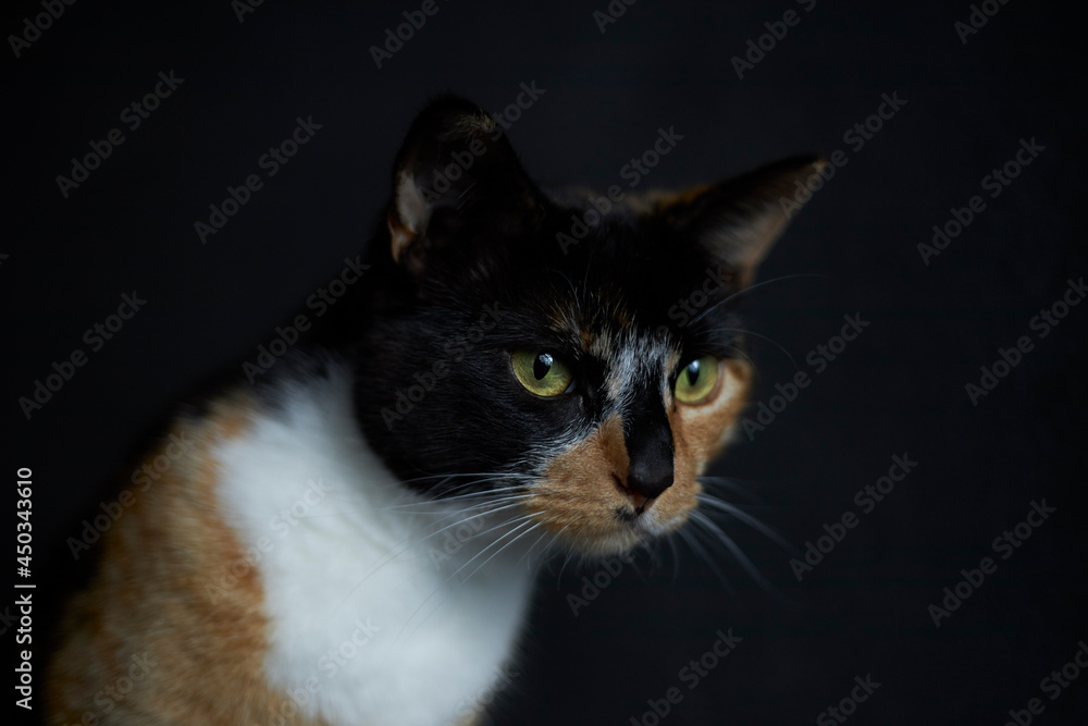 Tortoise shell house cat close up portrait on isolated dark background