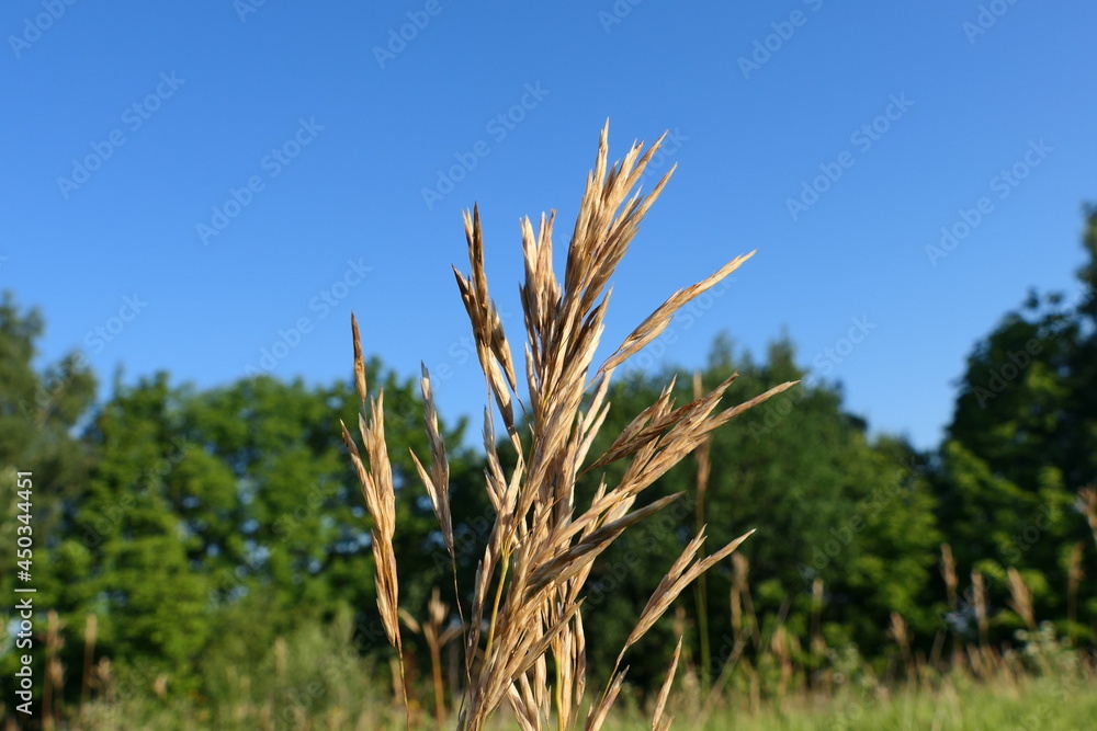 Dry grass, beautiful spike of wheat. Dry grass, beautiful spike of wheat.
