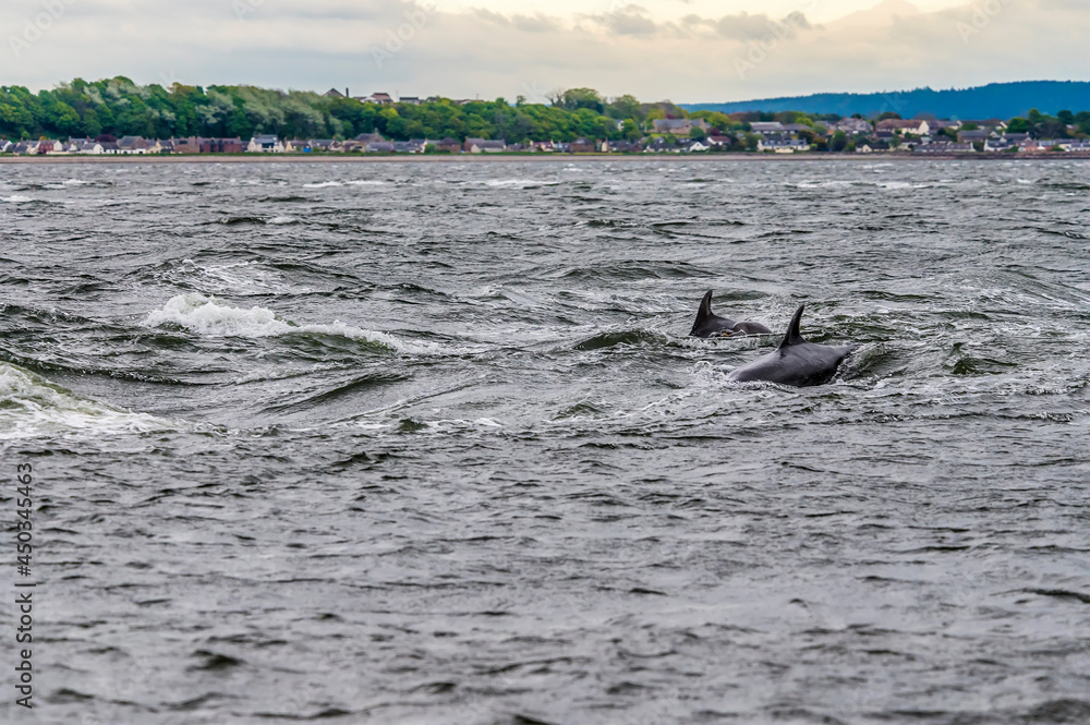 Naklejka premium A pair of dolphins swimming offshore in the Moray Firth off Chanonry Point, Scotland on a summers evening