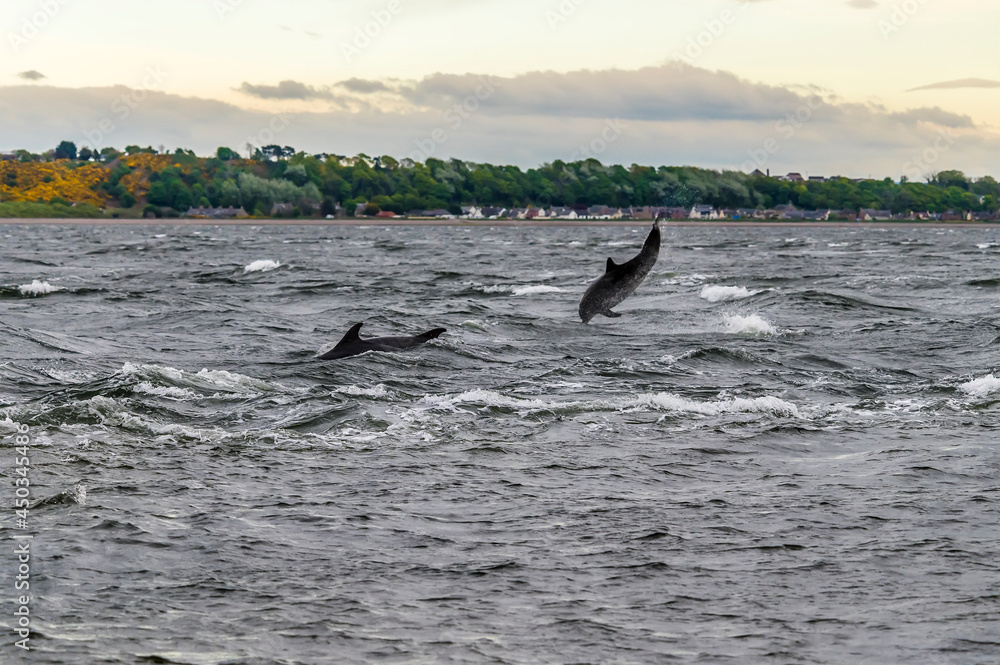 Fototapeta premium Dolphin acrobatics in the Moray Firth off Chanonry Point, Scotland on a summers evening