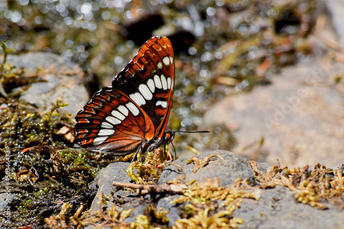 Brush Footed Butterfly 20