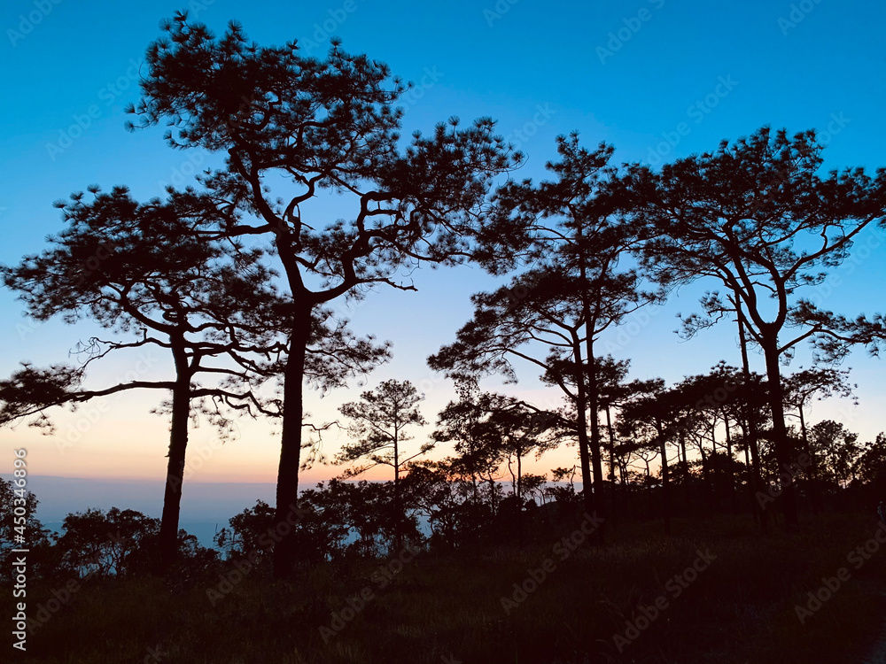 Nice landscape scene of forest 