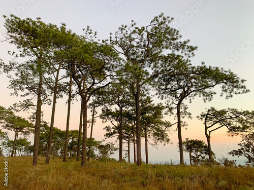 Nice landscape scene of forest 