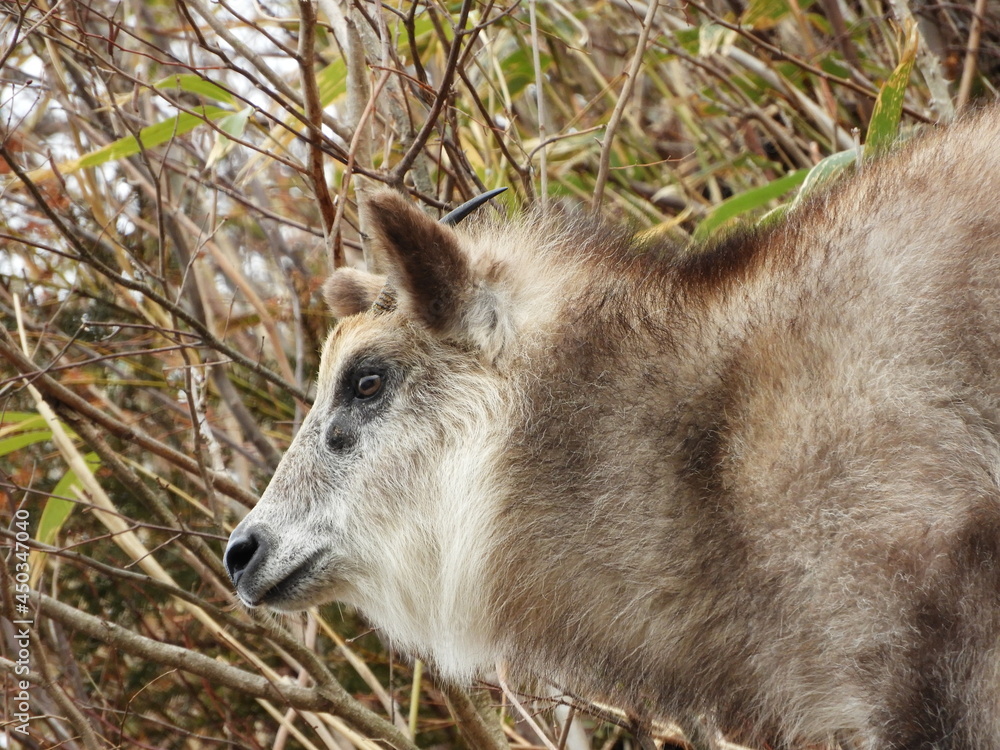 Fototapeta premium 二ホンカモシカ
