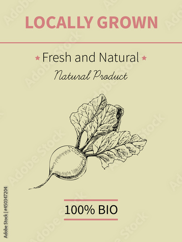 Vector hand drawing sketch of plant banner. Eco food product. Vintage vector illustration of beet.