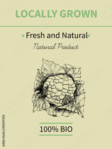 Vector hand drawing sketch of plant banner. Eco food product. Vintage vector illustration of cauliflower.