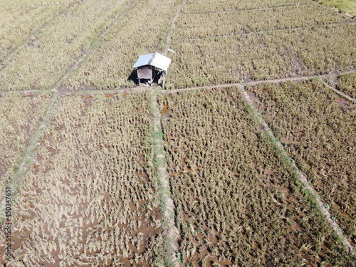 aerial panorama of after harvest agrarian rice fields landscape in the village of kendal , Central Java, like a terraced rice fields ubud Bali Indonesia photo