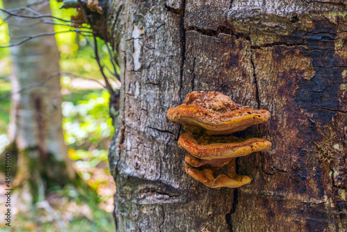 Mushroom parasite on a tree trunk