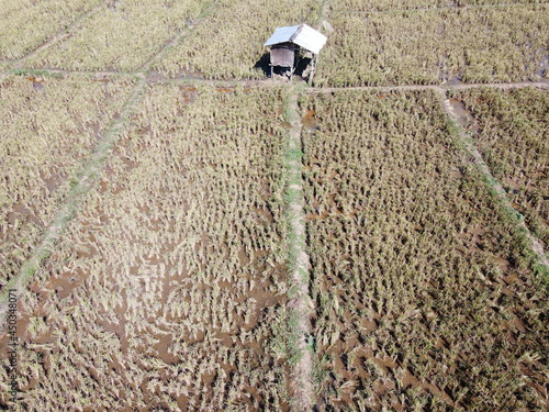 aerial panorama of after harvest agrarian rice fields landscape in the village of kendal , Central Java, like a terraced rice fields ubud Bali Indonesia photo