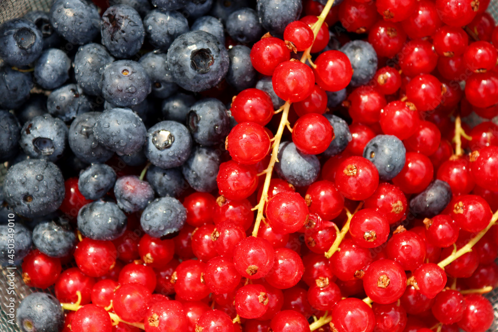Red currant and blueberry close up photo. Fresh organic berries top view. Juicy seasonal berries. Healthy eating concept. 