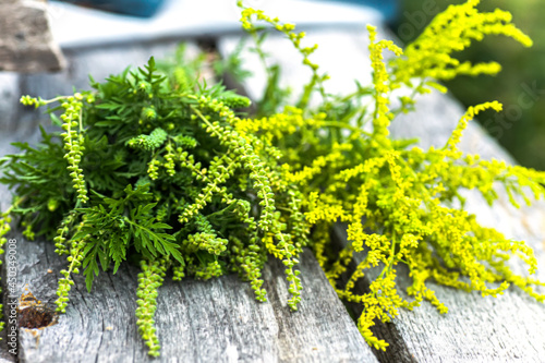 bouquet Ragweed bushes lies on wooden boards. Blossoming Ambrosia artemisiifolia dangerous allergy-causing plant to meadow among summer herbs. Weed bursages and burrobrushes whose pollen photo