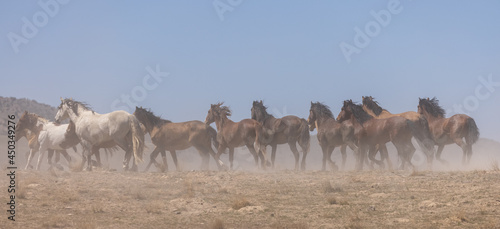 Wild Horses in the Dusty Utah Desert © natureguy