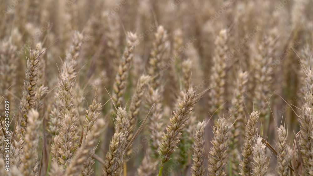 Field of wheat with foreground focus Field of wheat with foreground focus