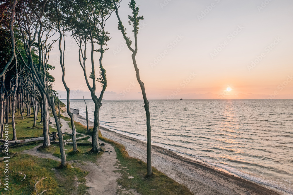 Gespensterwald in Rostock Nienhagen
