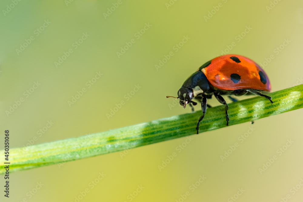 seven-spot ladybird, black and red insect on a fennel stem
seven-spot ladybird, black and red insect on a fennel stem