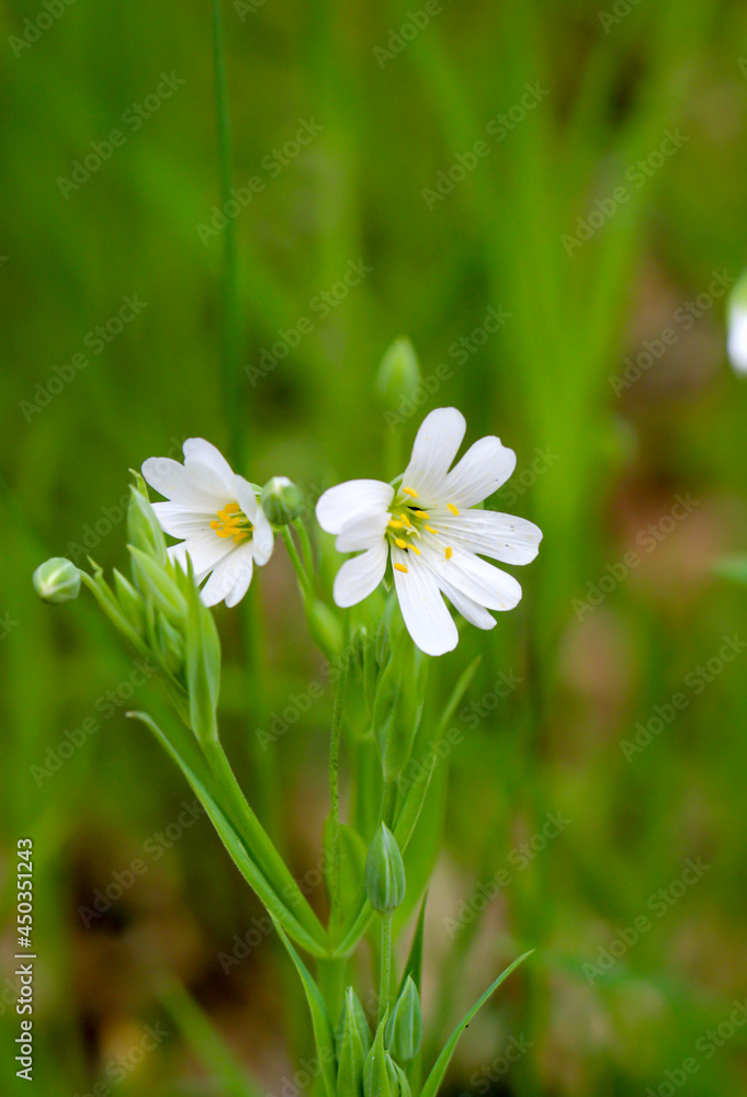 Die schönen weißen Blüten der echten Sternmiere. Die schönen weißen Blüten der echten Sternmiere.